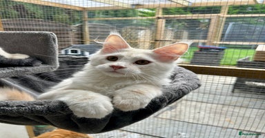 Maine Coon cats - Advert 3