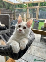 Maine Coon cats - Advert 2