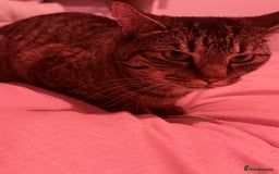 British Shorthair cats for sale: Female neutered cat - Image 4