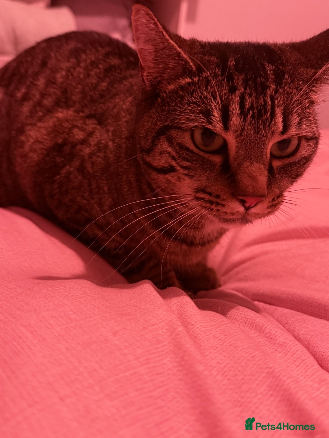 British Shorthair cats for sale: Female neutered cat - Image 4