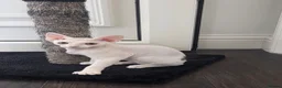 Devon Rex cats for sale: Darling Devons  in Waltham Cross - Advert 12