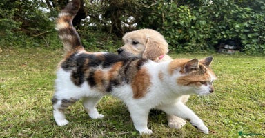 Golden Retriever dogs - Advert 15