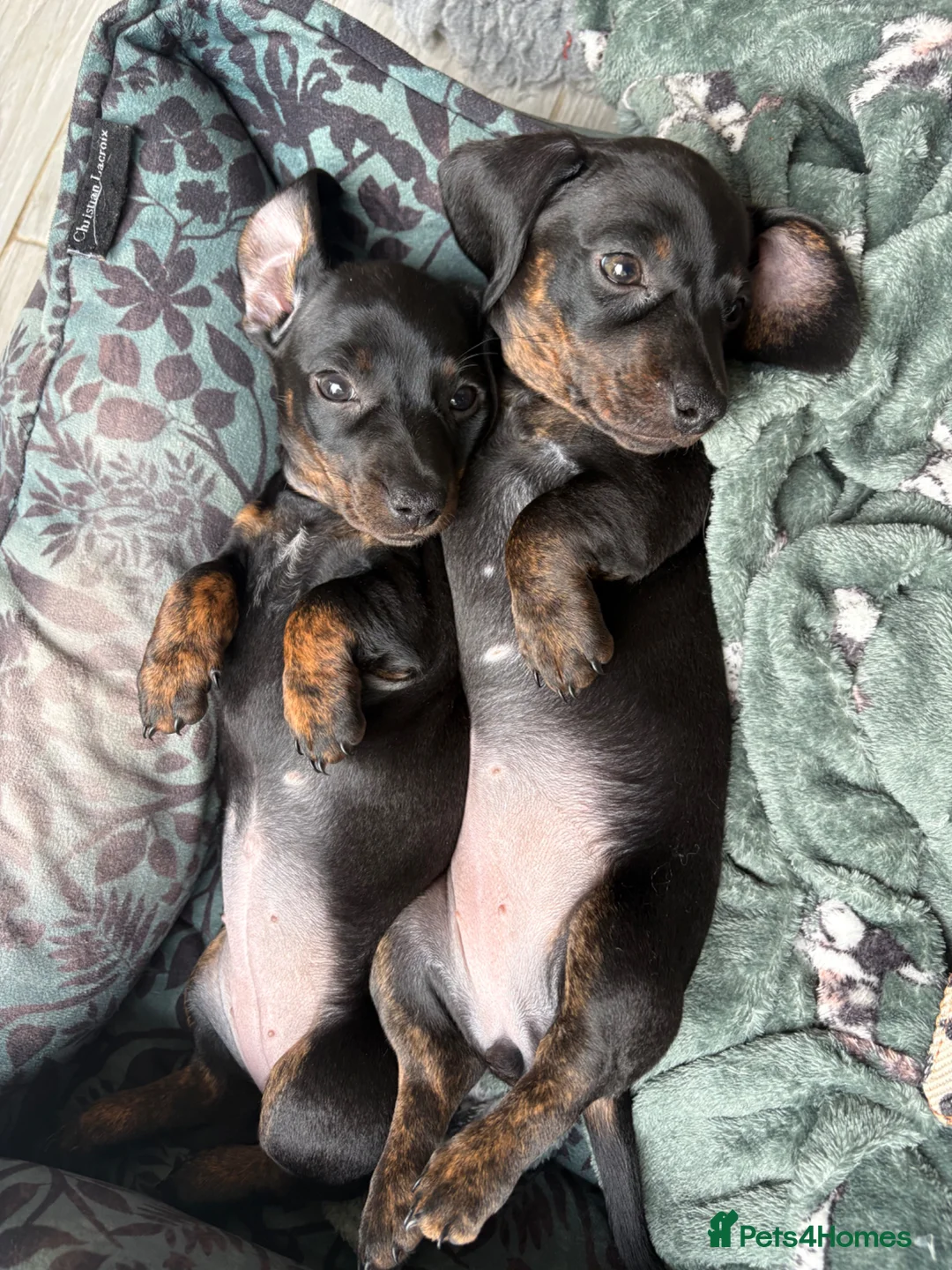 Miniature Dachshund dogs for sale: Stunning litter of Miniature Dachshunds  - Advert 2