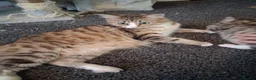 Mixed Breed cats for sale: KITTEN URGENT!!! in Cowdenbeath - Advert 4