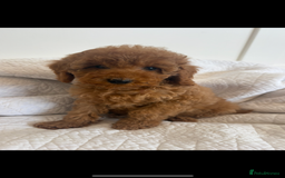 Labradoodle dogs for sale: LICENSED BREEDER extra mini tested labradoodles - Image 4