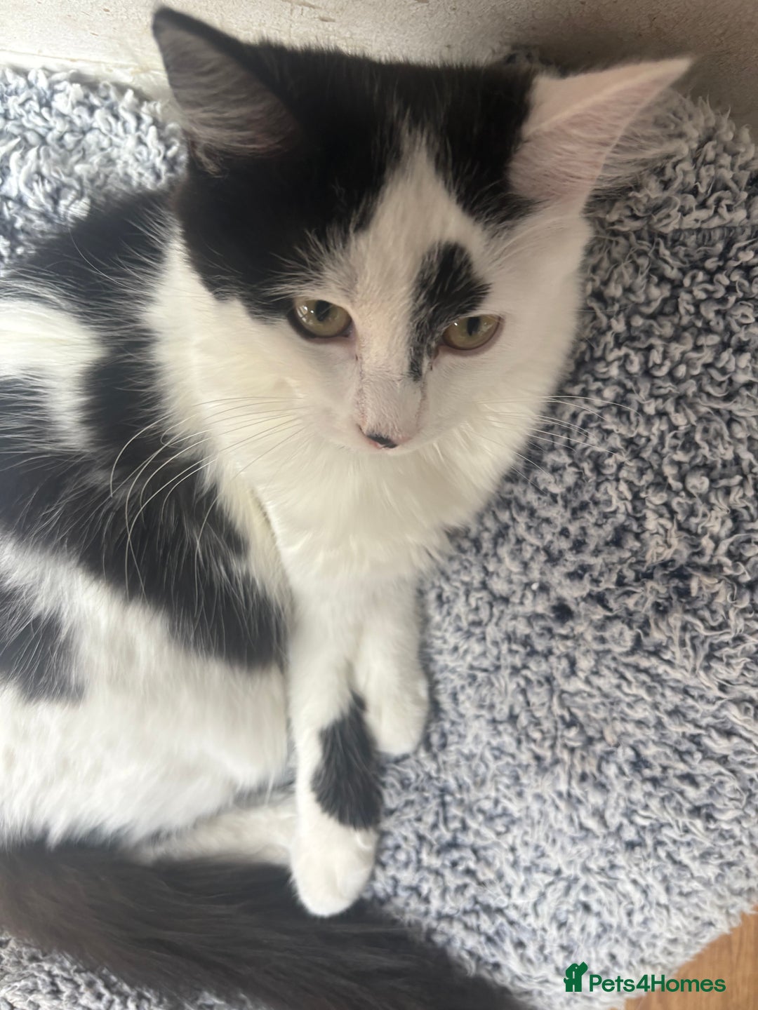 Mixed Breed cats for sale: Female Kitten - Image 4