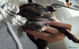 Chug dogs for sale: 6 beautiful chug puppies for sale ❤️ - Image 10