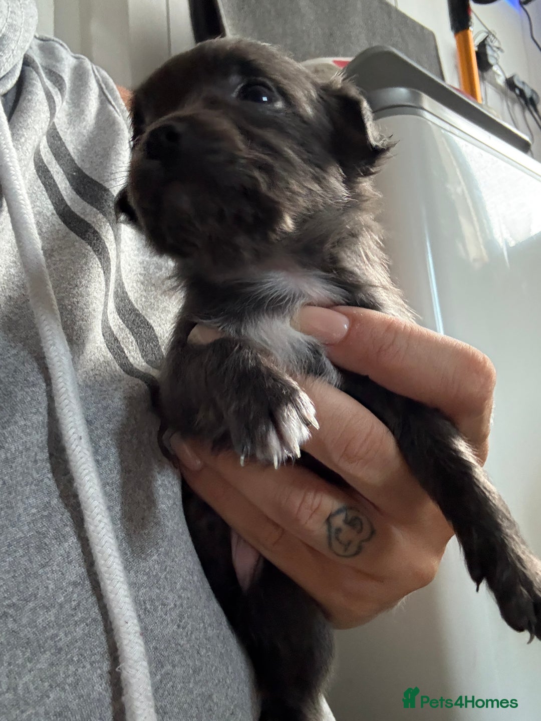 Chug dogs for sale: 6 beautiful chug puppies for sale ❤️ - Image 10