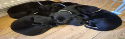 Labrador Retriever dogs for sale: Litter of 6 in Burton-on-Trent - Advert 4