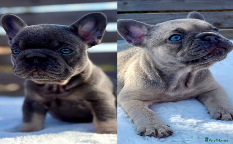 French Bulldog dogs - Advert 2