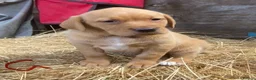 Labrador Retriever dogs for sale: Fox red Labrador puppies - Advert 12