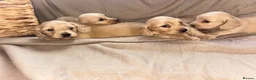 Miniature Dachshund dogs for sale: Here my 4 beautiful miniature dachshund - Advert 6