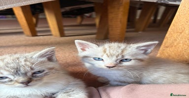 Ragdoll cats - Advert 13