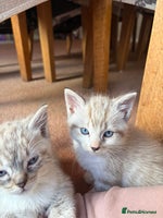 Ragdoll cats - Advert 13