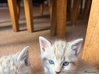 Ragdoll cats - Advert 14