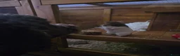 Hamster rodents for sale: Syrian Hamster in Sheerness - Advert 10