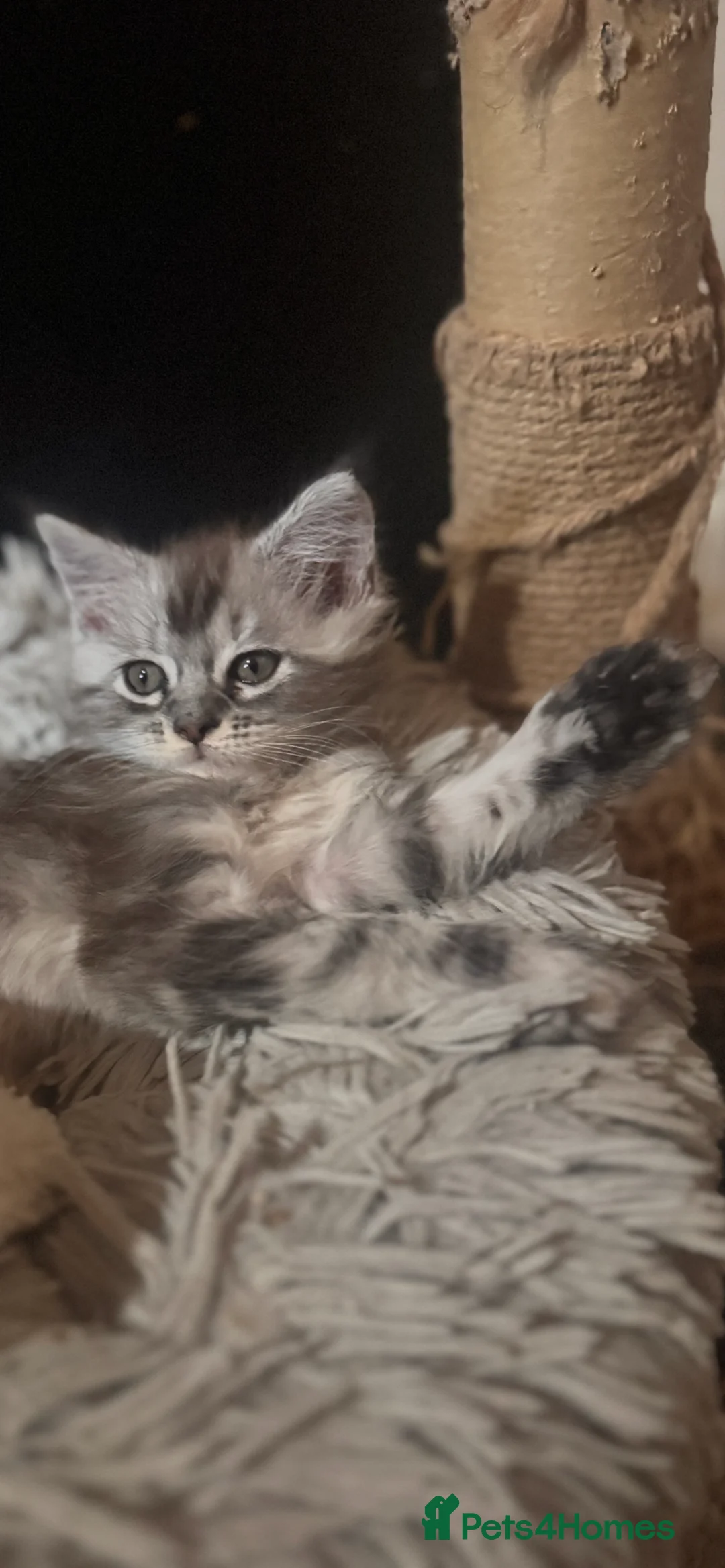 Maine Coon cats for sale: ⭐️reduced £750 2 remaining maincoon kittens⭐️ - Advert 2
