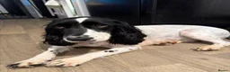 Cocker Spaniel dogs for sale: Beautiful cooker spaniel - Advert 2