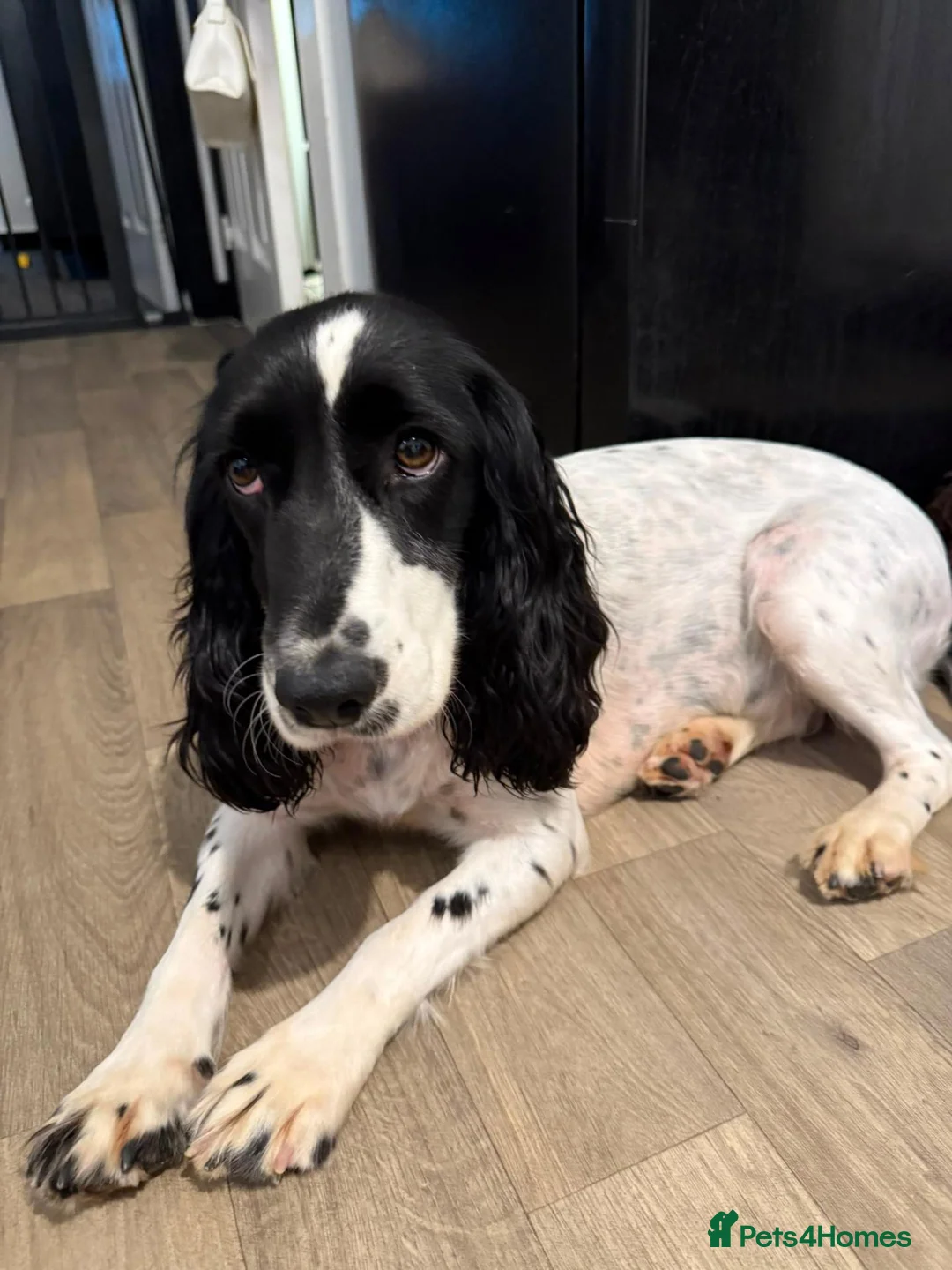 Cocker Spaniel dogs for sale: Beautiful cooker spaniel - Advert 2