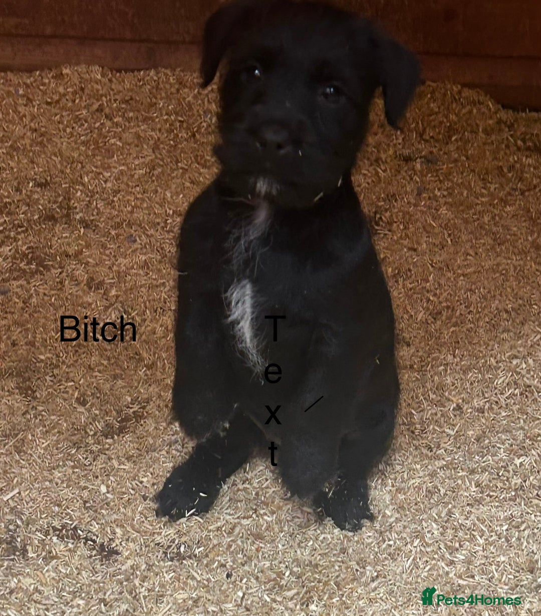 Mixed Breed dogs for sale: Patterdale x Boarder Lakeland Terrier puppies - Advert 8