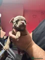 American Bully Puppy 6