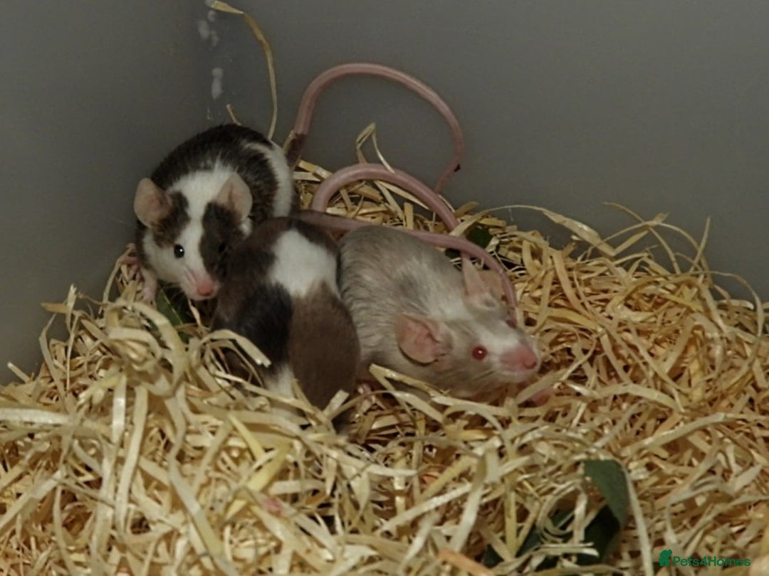 Mouse rodents for sale: Satin, long and short haired varieties  - Image 20