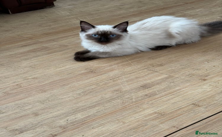 Ragdoll cats - Advert 1