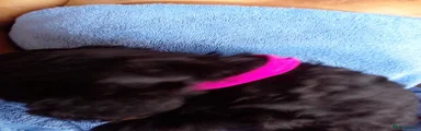 Cockapoo 7