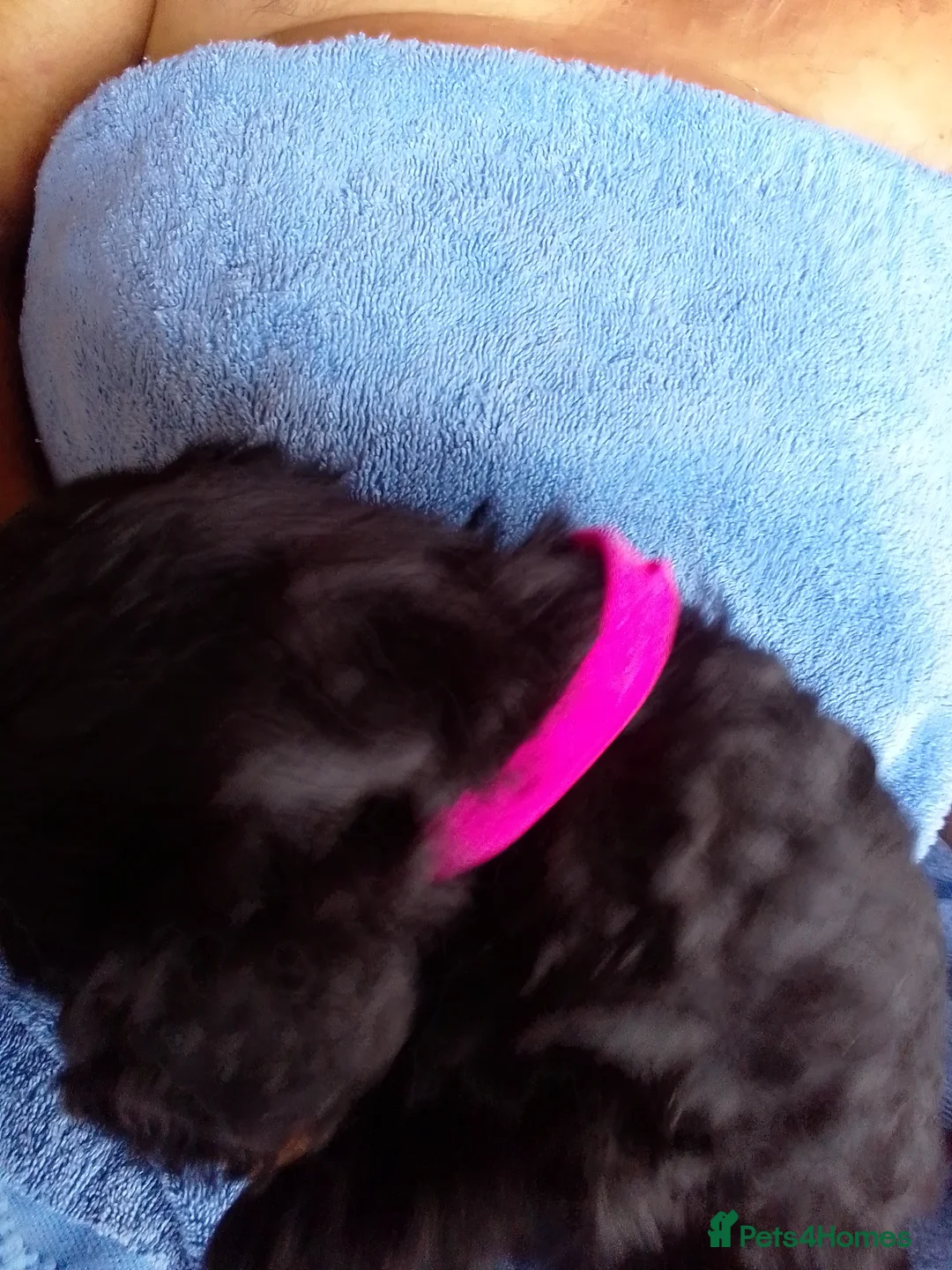 Cockapoo dogs for sale:  cockapoodle in ELY - Advert 2