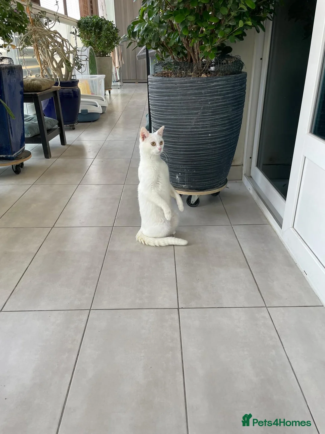 Mixed Breed cats for adoption: CASPER BSH - can be SINGLE- FRIENDLY FULL VACCIN - Advert 1