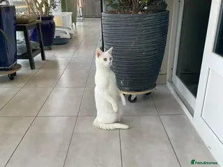 Mixed Breed cats CASPER BSH - can be SINGLE- FRIENDLY FULL VACCIN - Advert 2