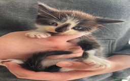 British Shorthair cats for sale: Kittens - Image 4