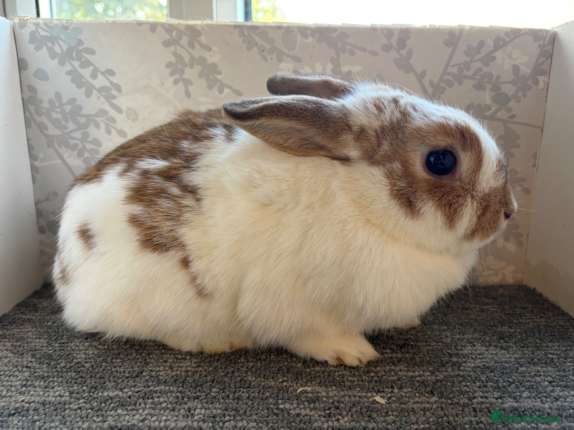 English Spot rabbits Lionhead  - Advert 1