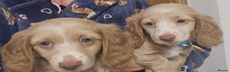 Miniature Dachshund dogs for sale: 🐾A rare pair of identical twins mini dachshunds🐾 - Advert 12