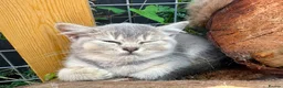 British Shorthair cats for sale: Stunning litter of x7 British short hair kittens  - Advert 11