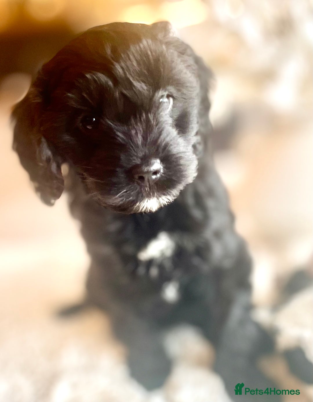 Cavapoo dogs for sale: F1 Cavapoo - Advert 8