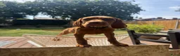 Hungarian Vizsla dogs for sale: KC Registered Hungarian Vizsla Puppies - Advert 2