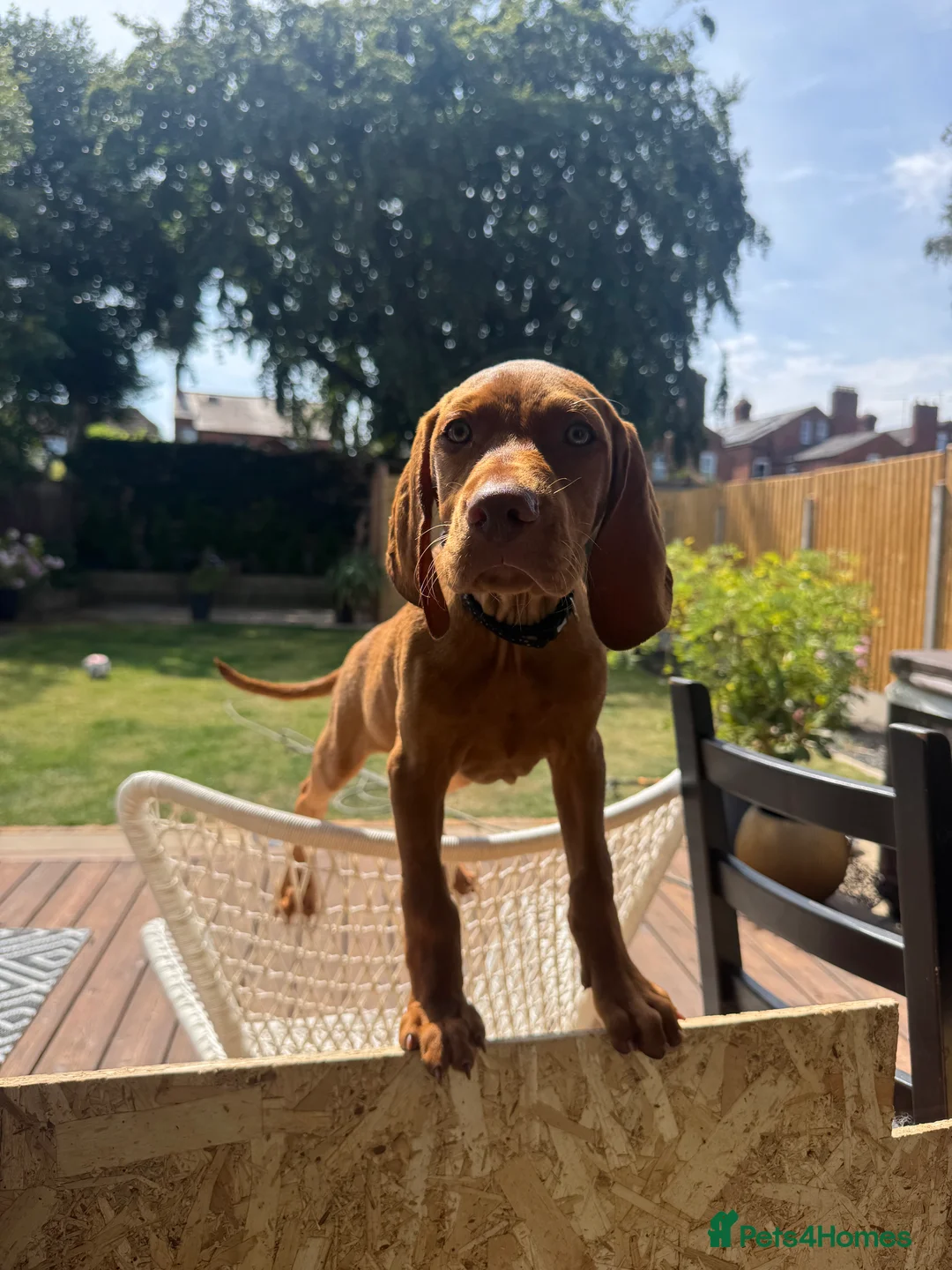 Hungarian Vizsla dogs for sale: KC Registered Hungarian Vizsla Puppies - Advert 2