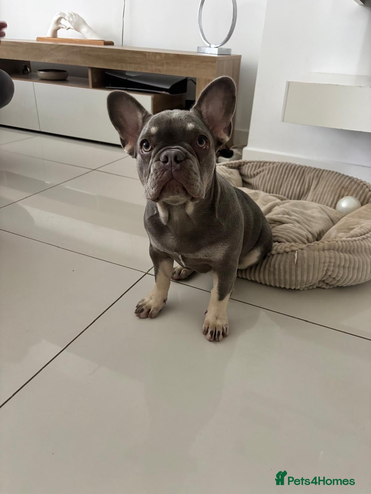 French Bulldog dogs Beautiful 4 1/2 month  French Bulldog  - Advert 1