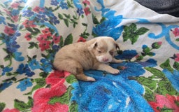 Australian Shepherd dogs for sale: Champion kc registerd pups - Image 12