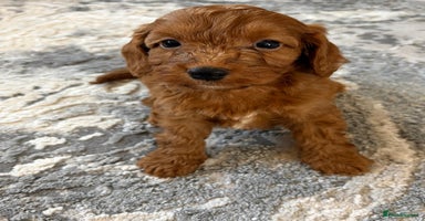 Cockapoo dogs - Advert 3