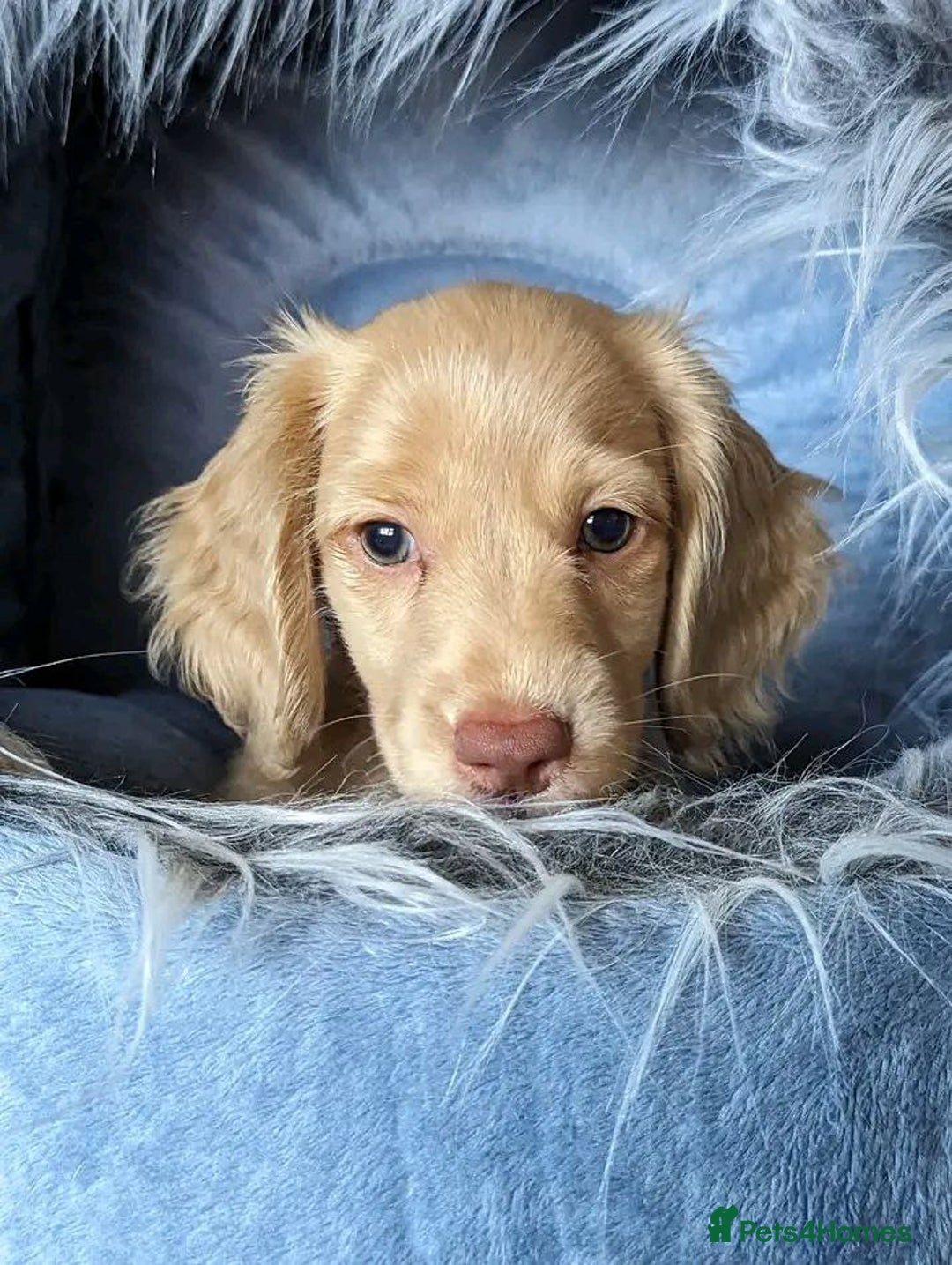 Adorable Miniature Dachshund Puppies for sale in Edinburgh