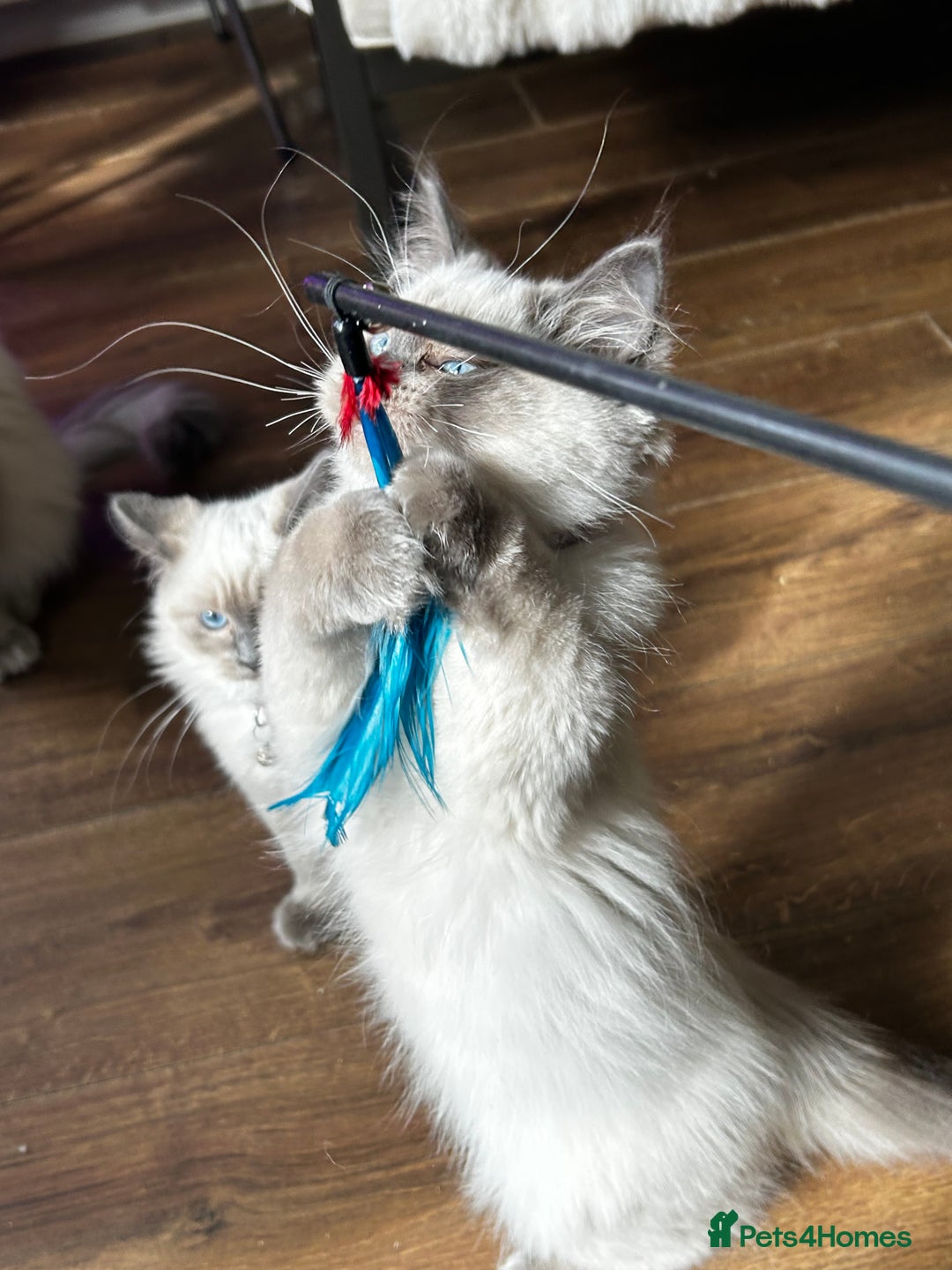 Ragdoll cats for sale: One Stunning Ragdoll Kitten Available Now - Image 7