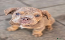 Olde English Bulldogge dogs for sale: Old english bulldoggee mammut/mammoth - Image 3