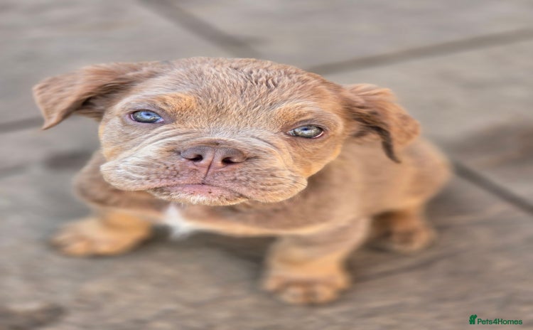 Olde English Bulldogge dogs - Advert 1