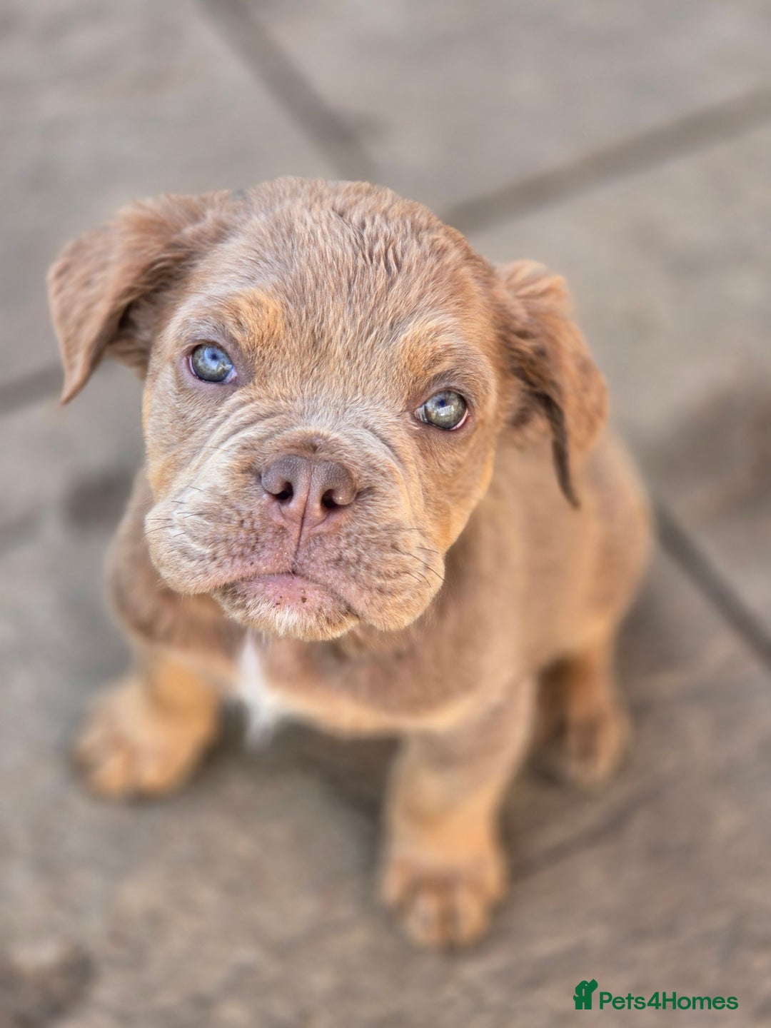 Olde English Bulldogge dogs for sale: Old english bulldoggee mammut/mammoth - Image 3