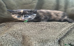 Mixed Breed cats for sale: Kittens for Sale in Newhaven - Image 3