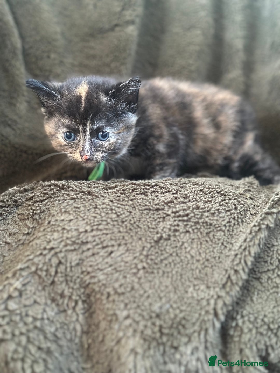 Mixed Breed cats for sale: Kittens for Sale in Newhaven - Image 3