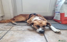 Mixed Breed dogs for adoption: Sweet Armin looking for LOvE - Image 26