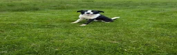 Border Collie dogs for sale: border collie in Maybole - Advert 2